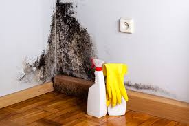 Mold Remediation for Rental Properties in Orleans, VT